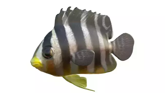 Angelfish Multibarred Low-poly 3D model