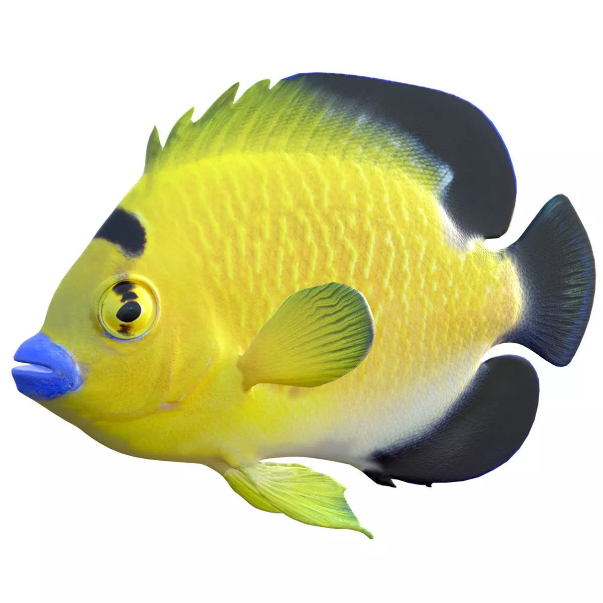 Angelfish Goldflake Low-poly 3D model