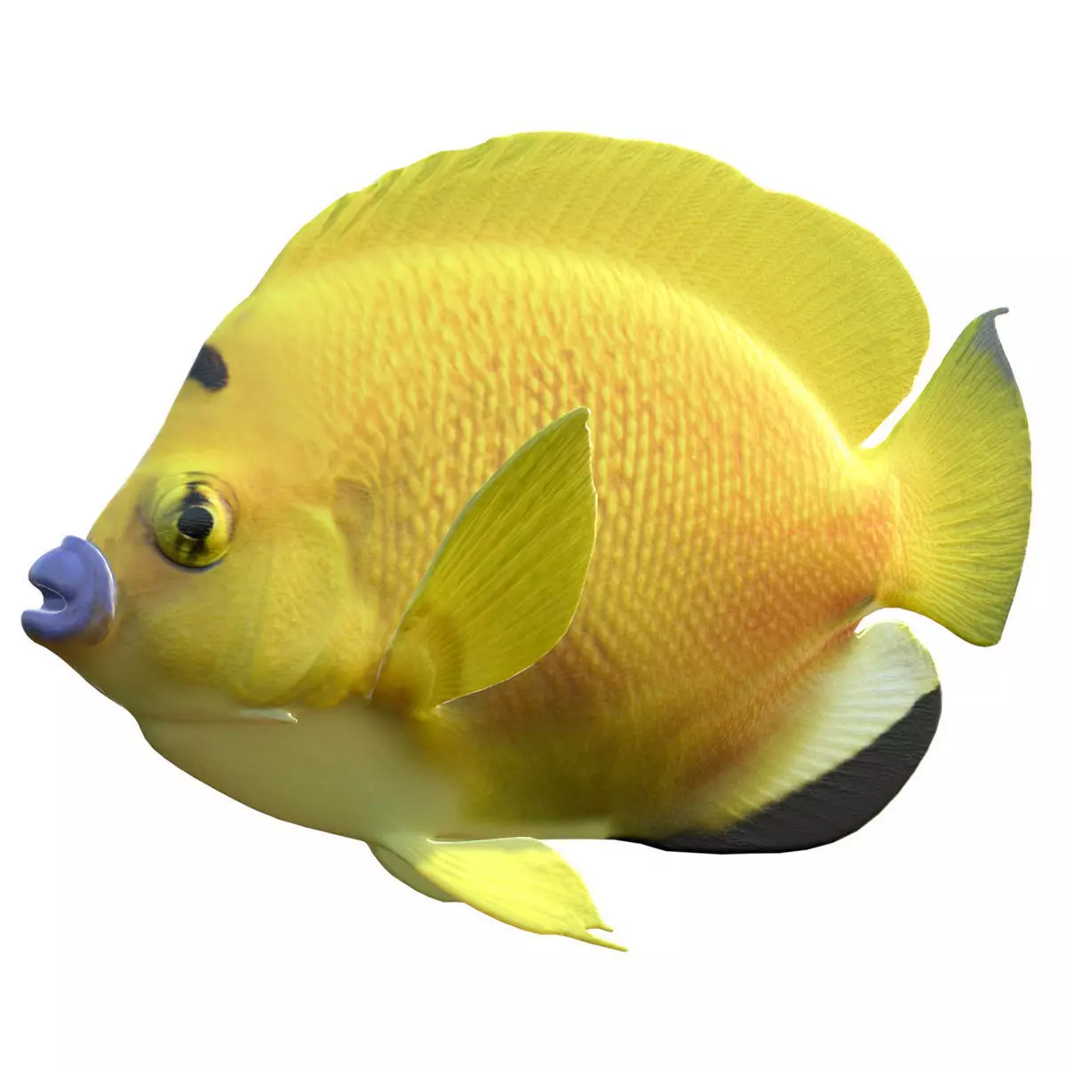 Angelfish Flagfin Low-poly 3D model