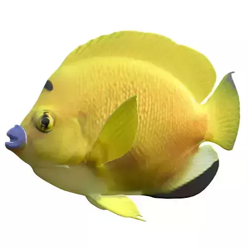 Angelfish Flagfin