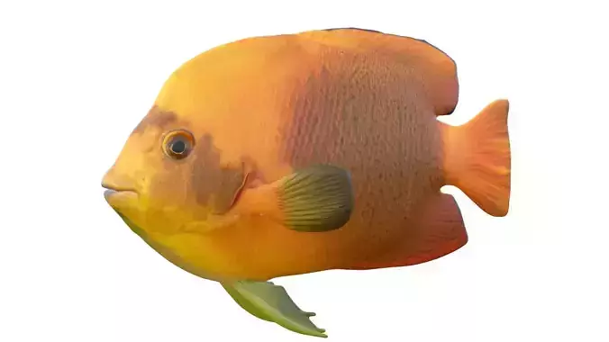 Angelfish Clarion