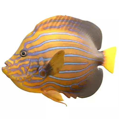 Angelfish Blueline