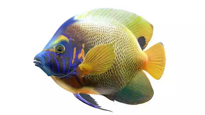Angelfish BlueFace