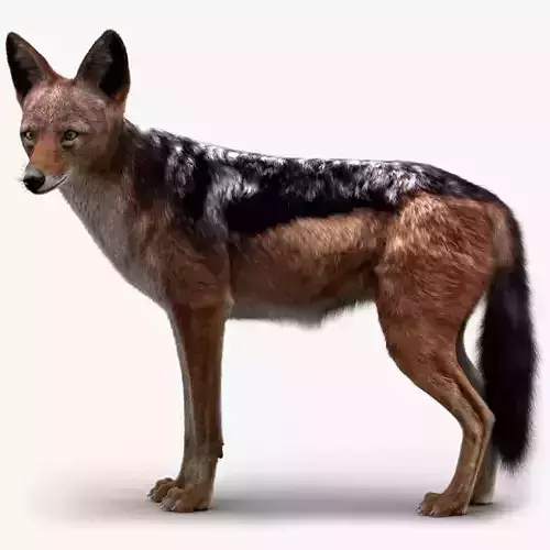 Black Backed Jackal FUR 3D model