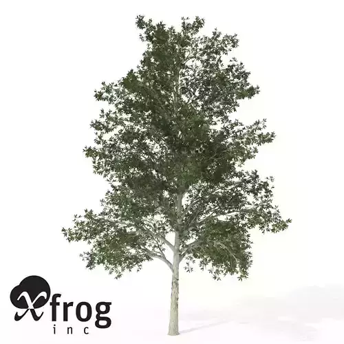 XfrogPlants Shagbark Hickory