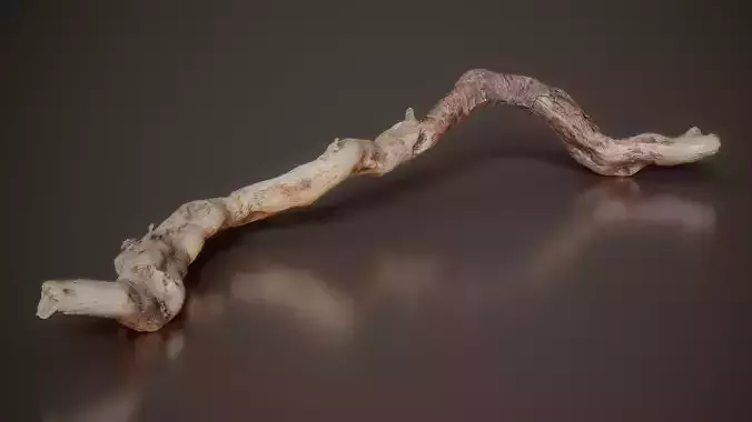 Twisted Vine Tendril Vitis Branch 7