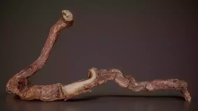 Twisted Vine Pair Vitis Climbing Vine Branch 11