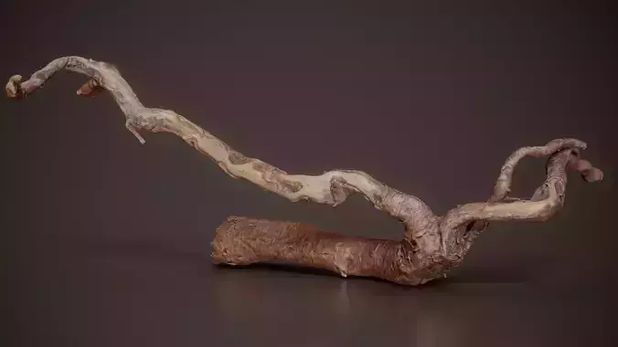 Multi Branched Root System Root Complex Branch 10