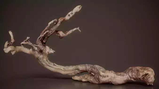 Multi Branched Root Wood Weathered Root Branch 13