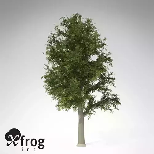 XfrogPlants European Beech
