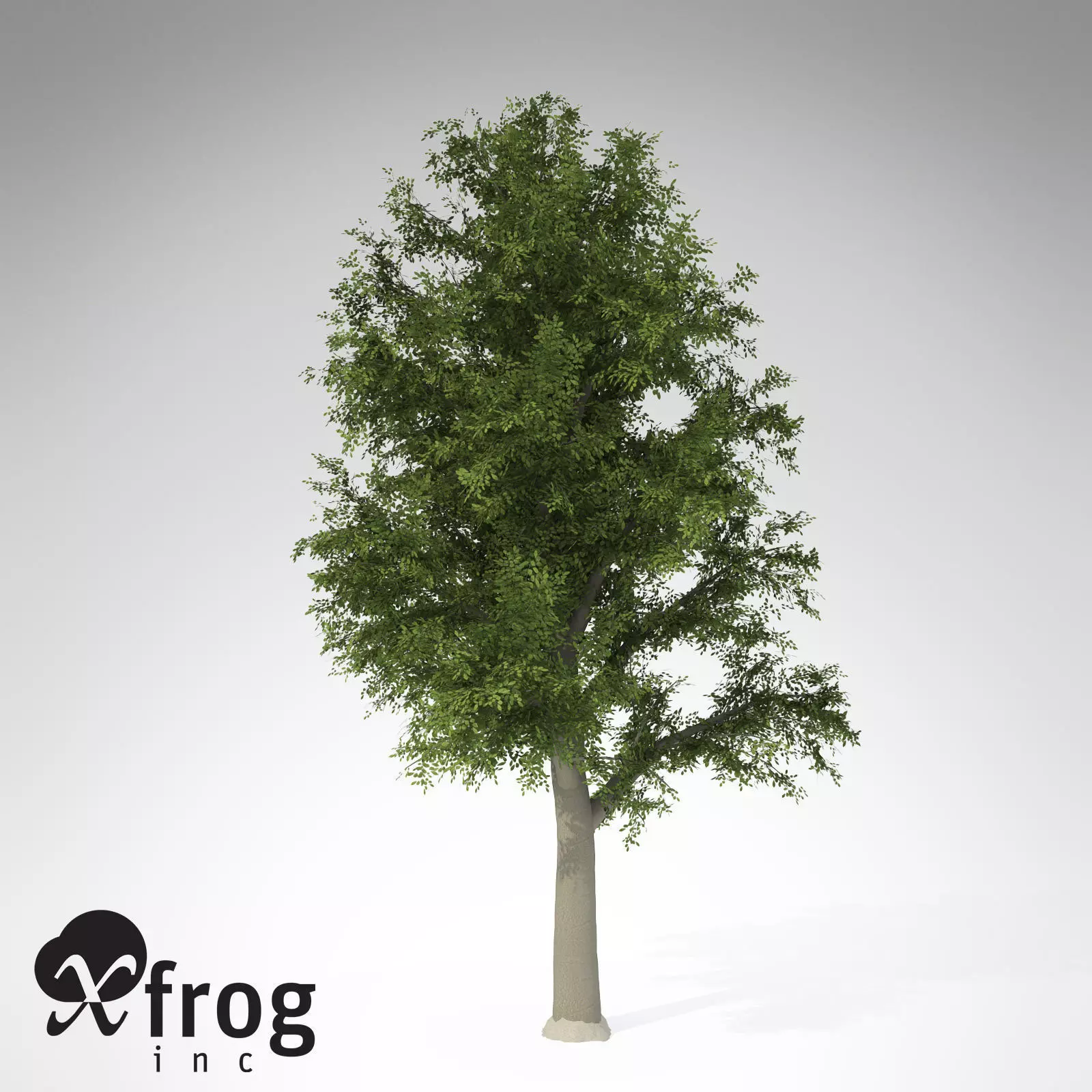 XfrogPlants European Beech 3D model_0