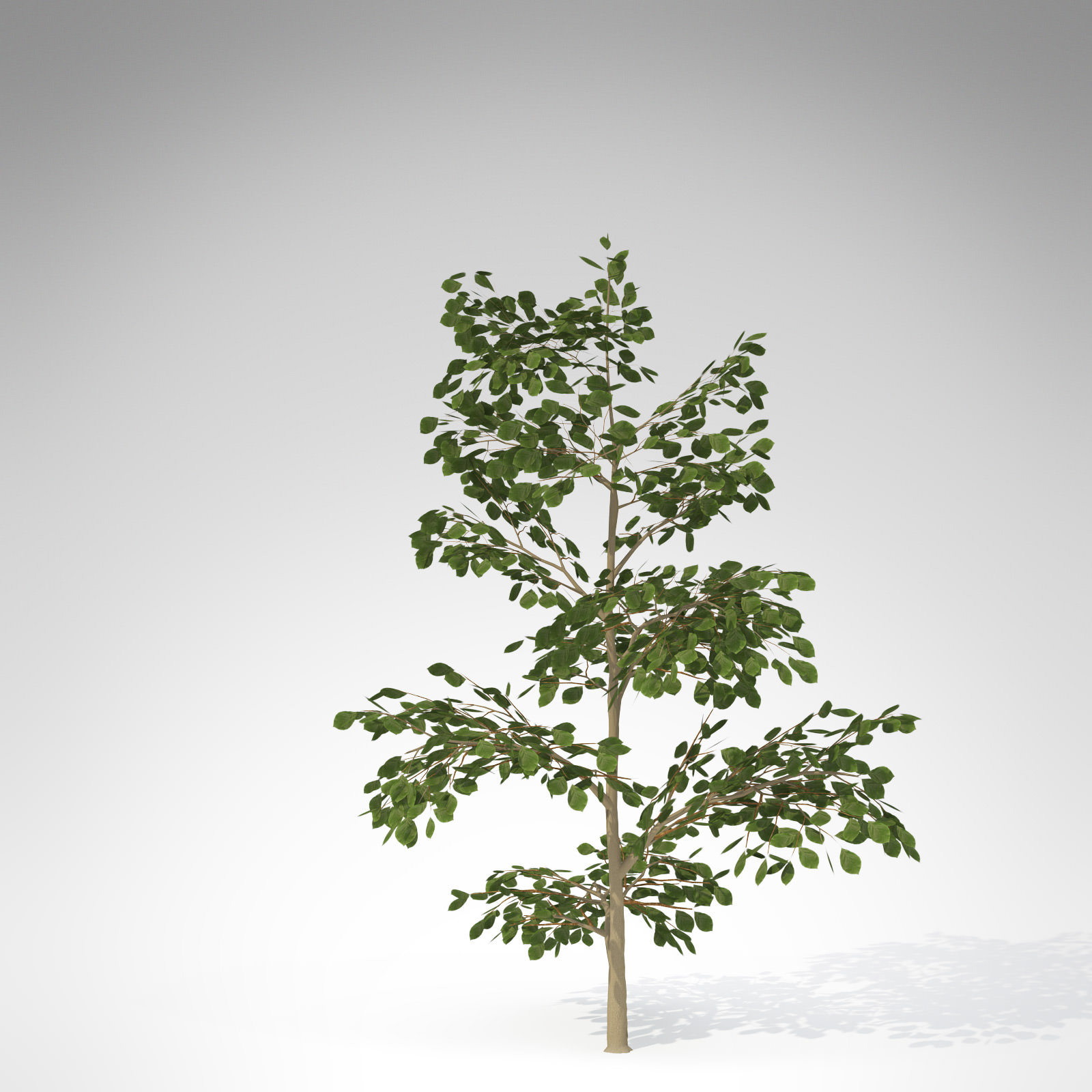 XfrogPlants European Beech 3D model_2