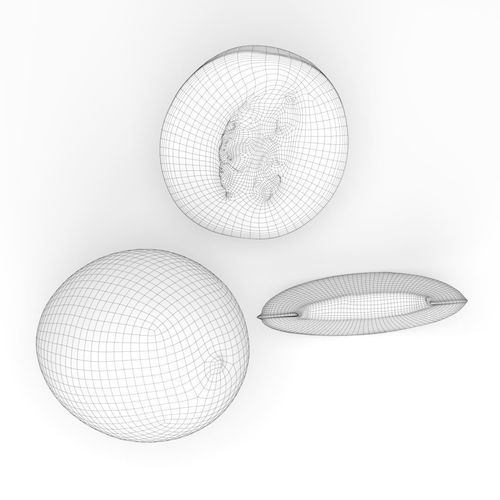 Galia melon 3D model 4