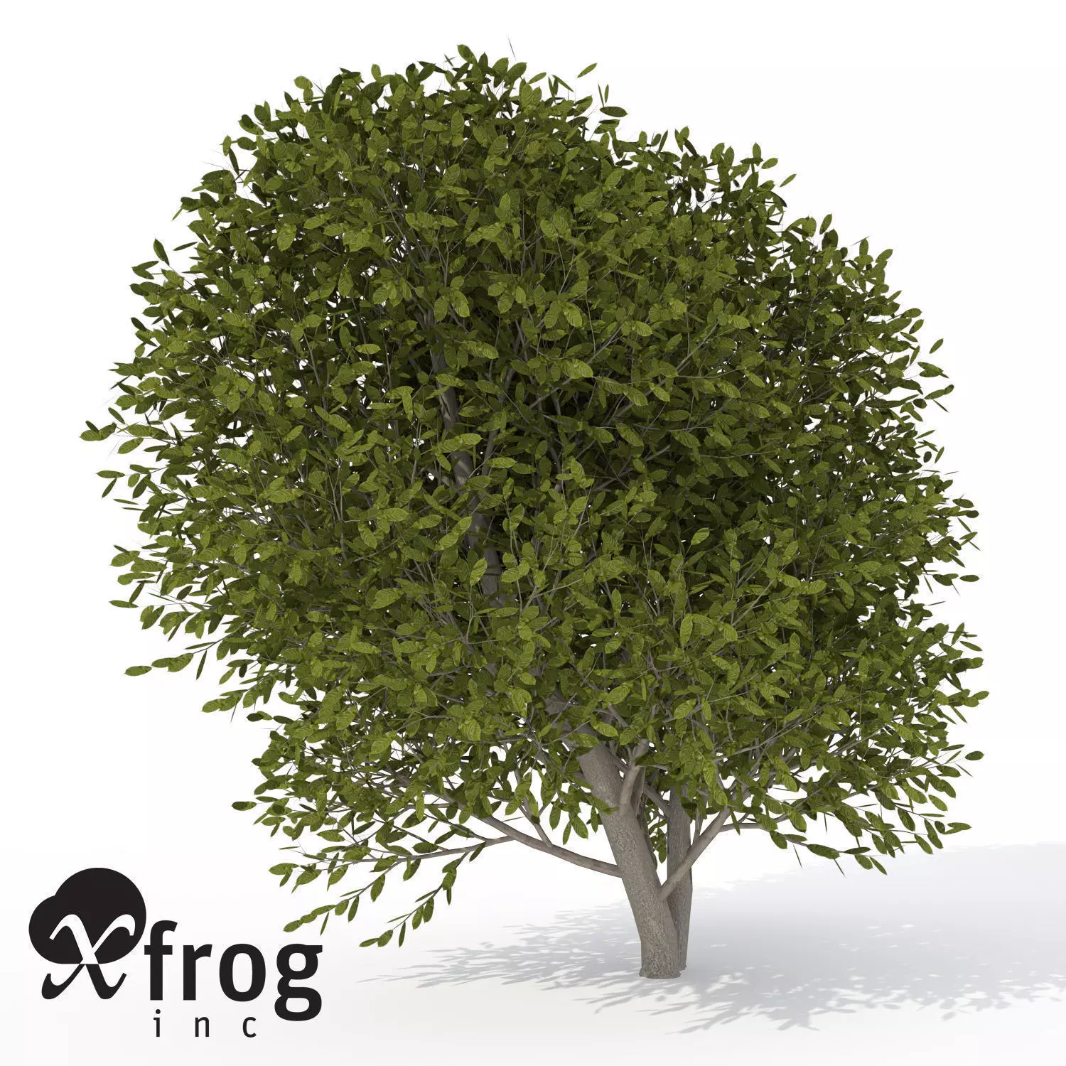 XfrogPlants Cherry Laurel 1 3D model_0