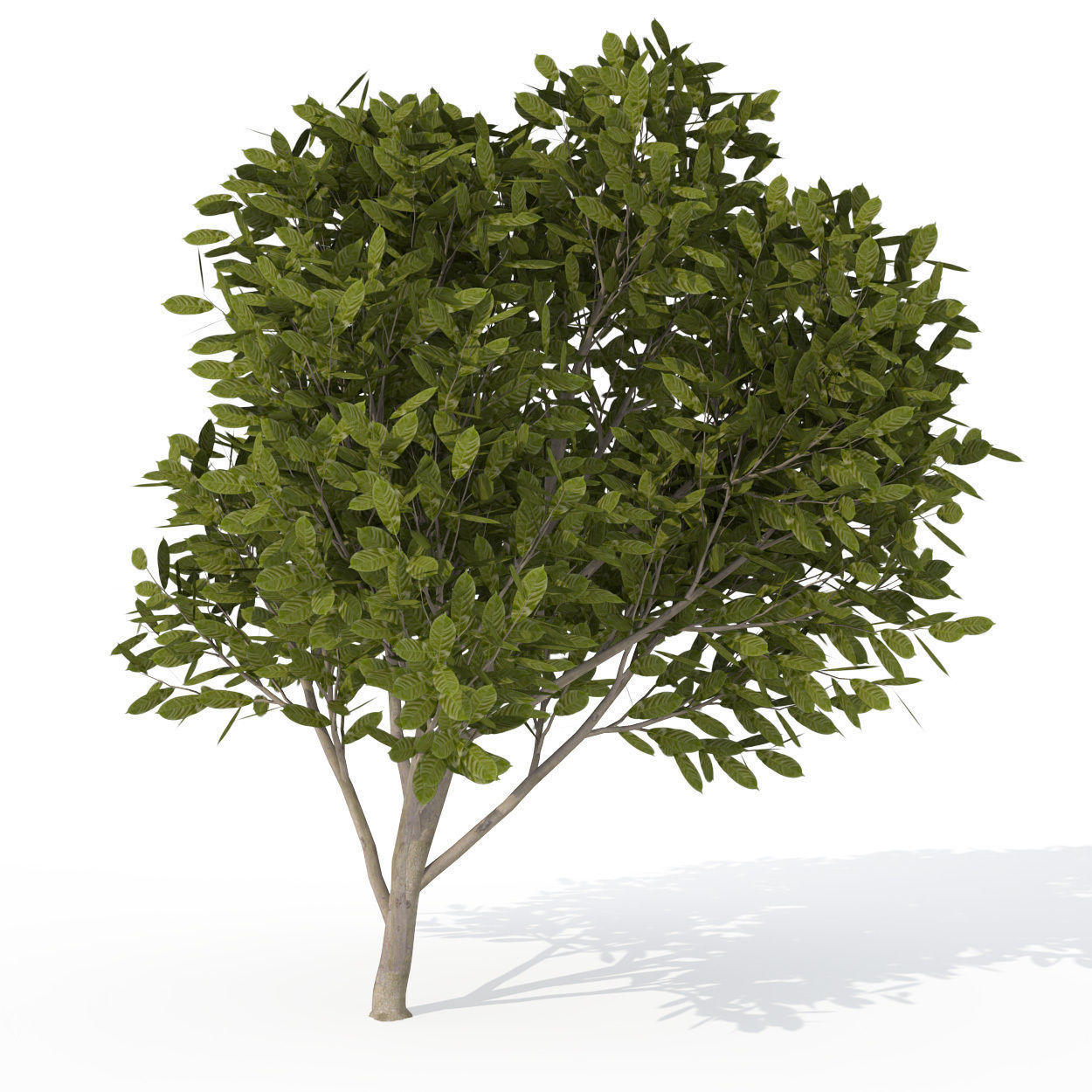 XfrogPlants Cherry Laurel 1 3D model_1