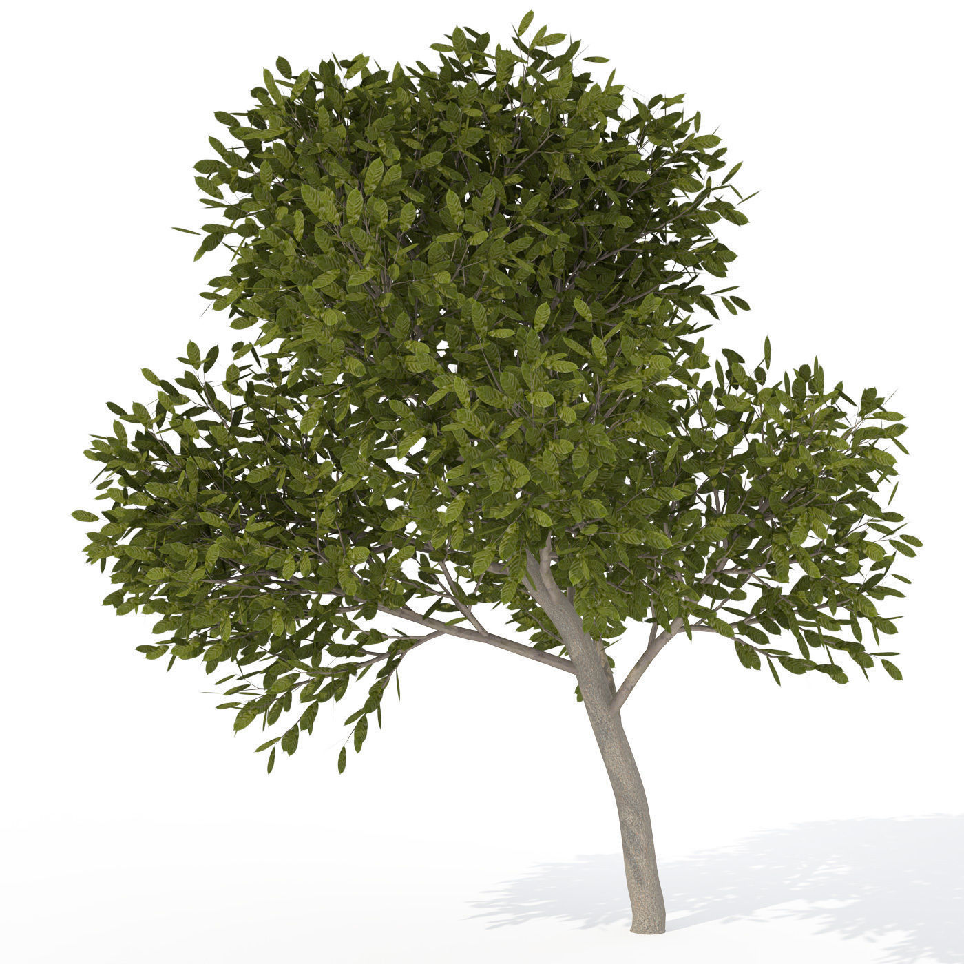 XfrogPlants Cherry Laurel 1 3D model_2