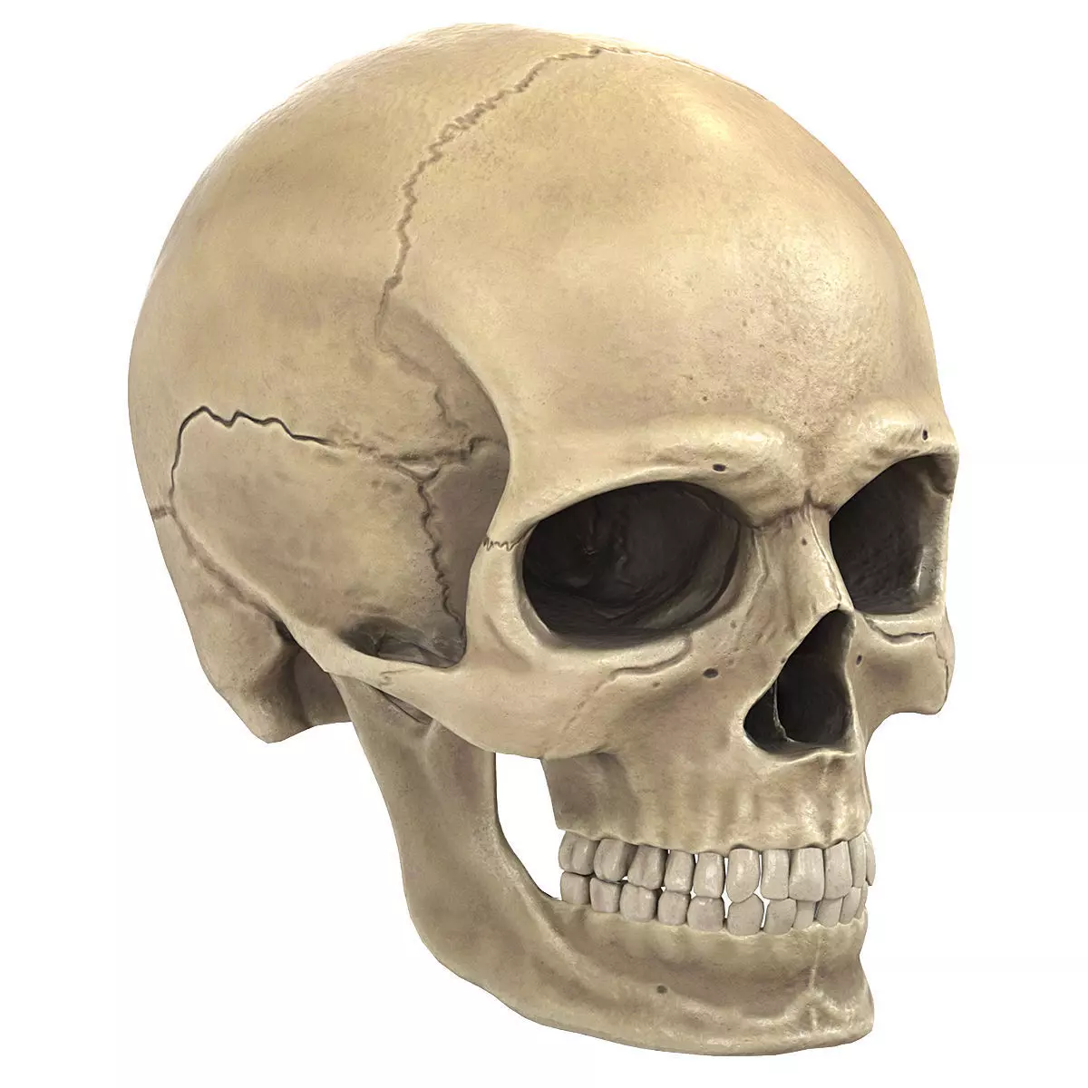 Human Skull Low-poly 3D model
