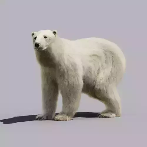 Polar bear animated 3D model