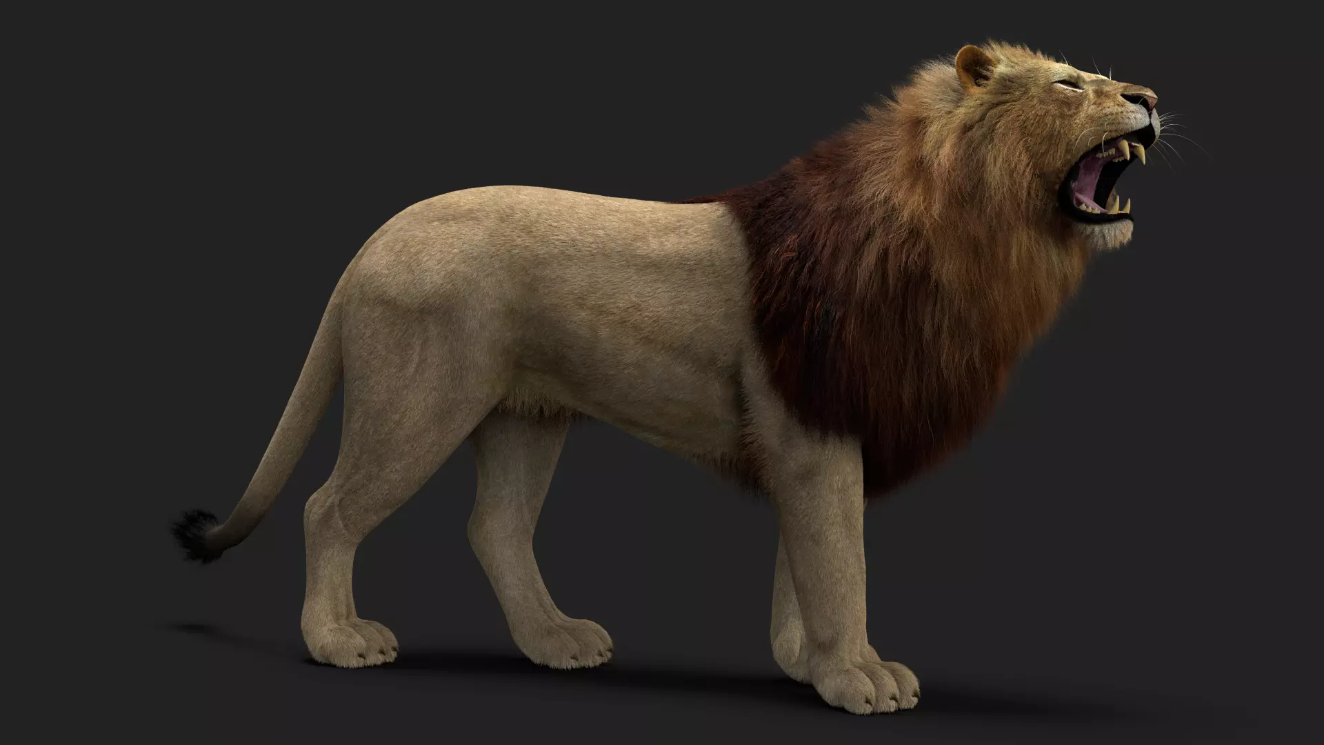 Lion 3 FUR 3D model