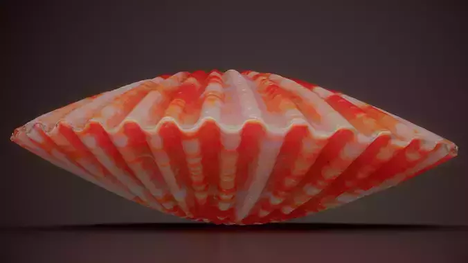 Red Scallop Chlamys Rubida Shell 64