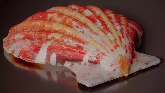 Red Pecten Scallop Chlamys Rubida Shell 15