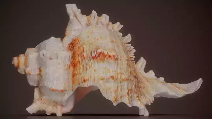 Orange Murex Murex Pecten Shell 62