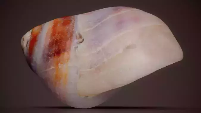 Moon Shell Naticidae Shell 7