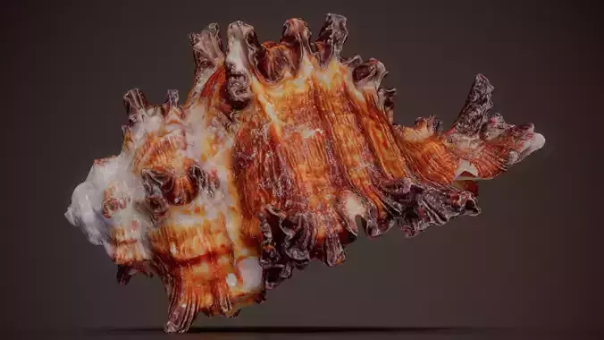 Lace Murex Chicoreus Dilectus Shell 24
