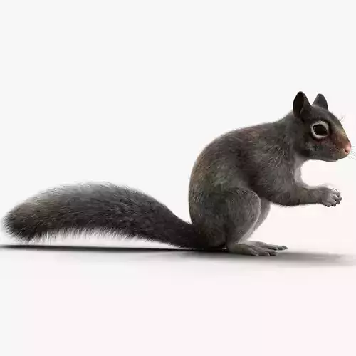 Squirrel 3 FUR 3D model