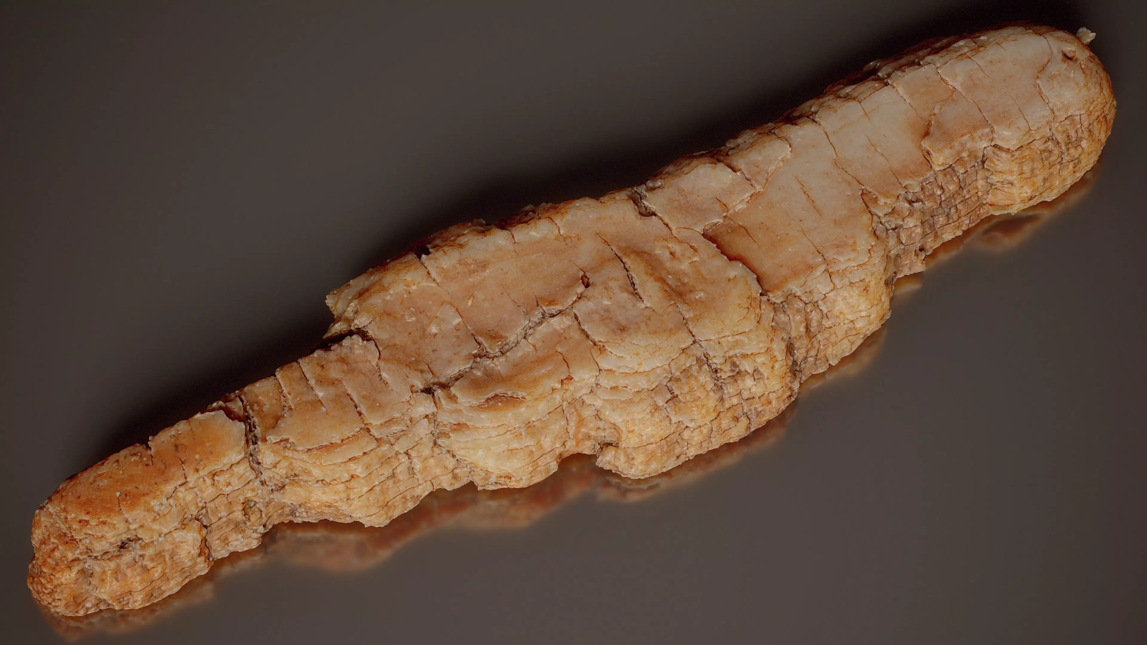 Birch Bark Betula Big Wood 04 Low-poly 3D model