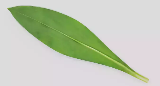 Ramsons Leaf - Wild Garlic Herb 3D model 5