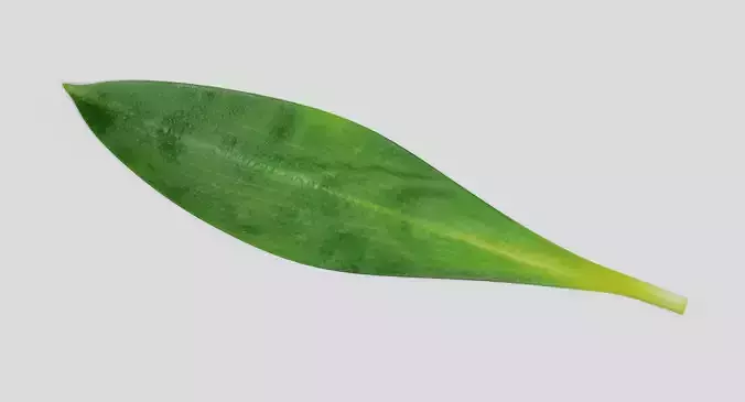Ramsons Leaf - Wild Garlic Herb 3D model 2