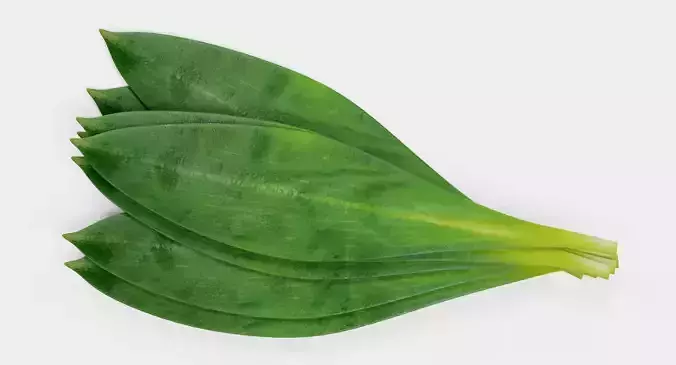Ramsons Leaf - Wild Garlic Herb 3D model 7