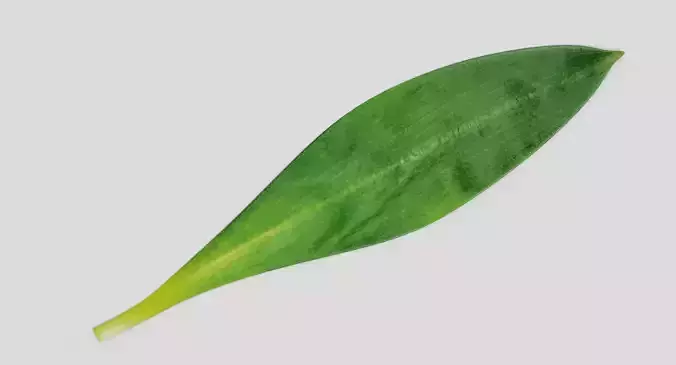 Ramsons Leaf - Wild Garlic Herb 3D model 3