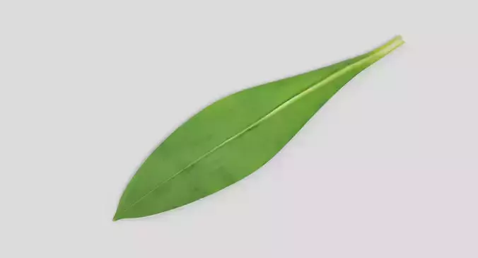 Ramsons Leaf - Wild Garlic Herb 3D model 6