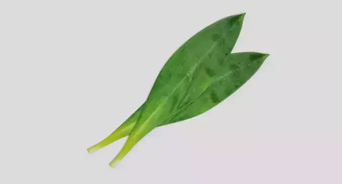 Ramsons Leaf - Wild Garlic Herb 3D model