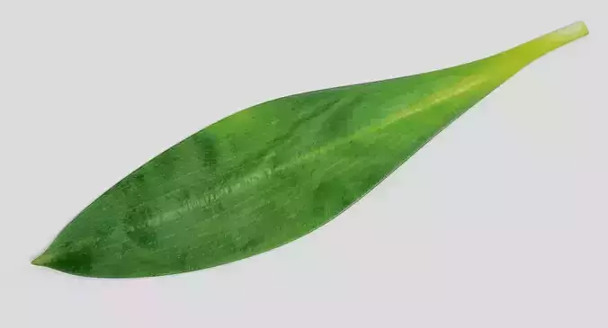 Ramsons Leaf - Wild Garlic Herb 3D model 4
