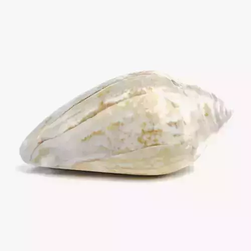 Shell V4 - Realistic Spiral Seashell 3D model