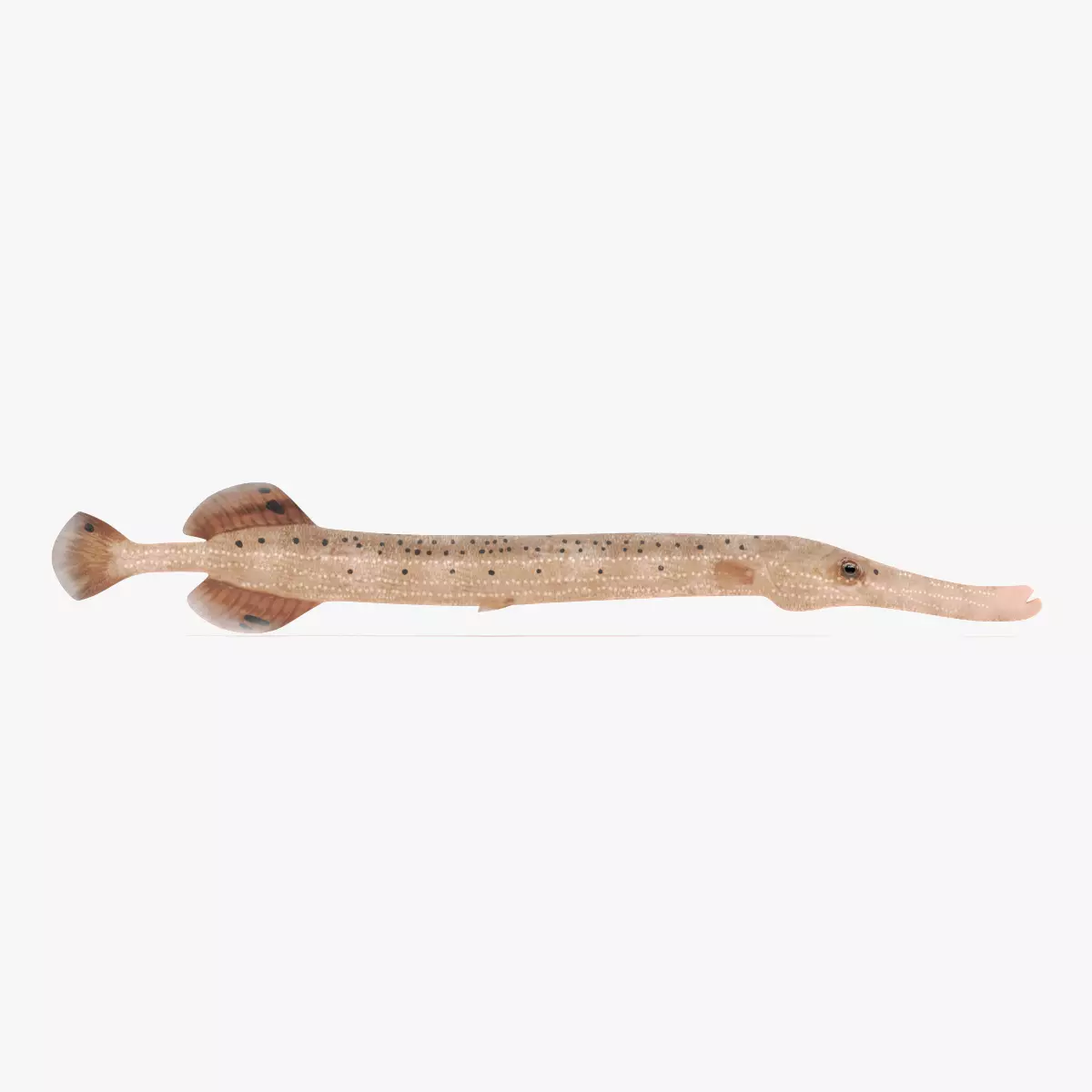 Tropical Fish - Trumpetfish 3D model