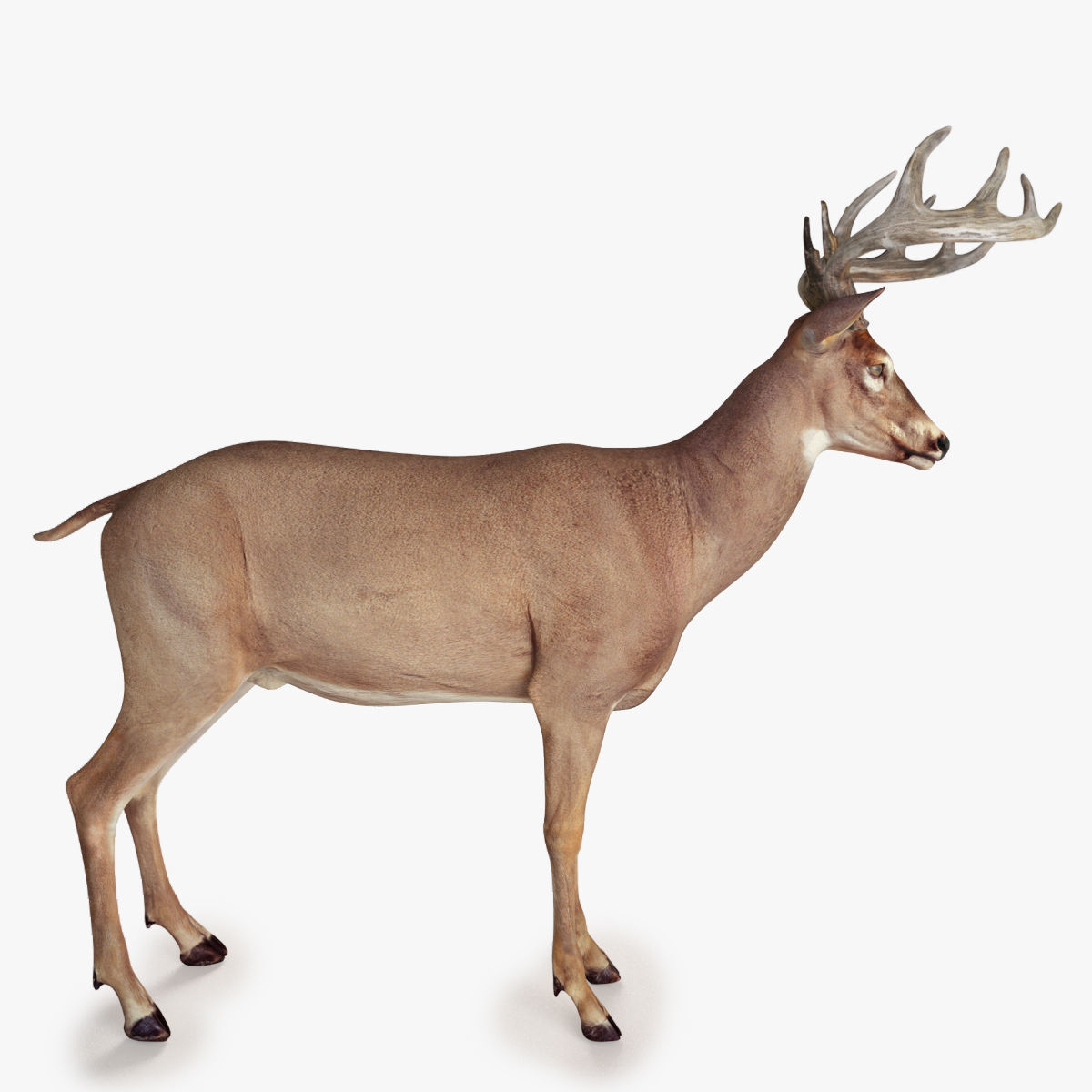 Deer animal Low-poly 3D model_6