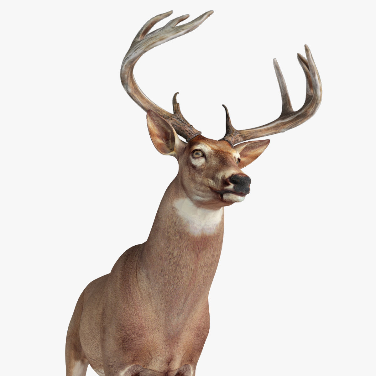 Deer animal Low-poly 3D model_7