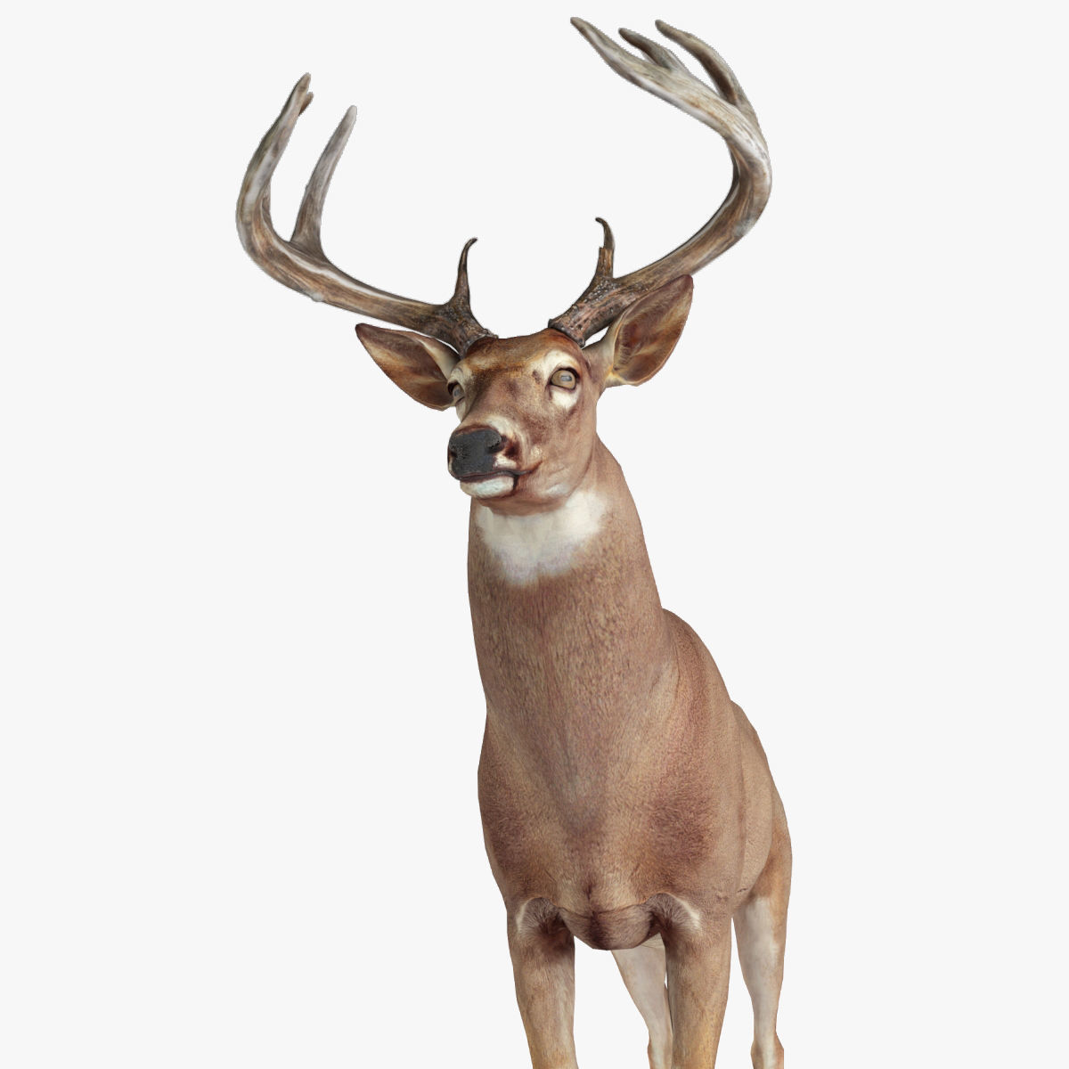 Deer animal Low-poly 3D model_3