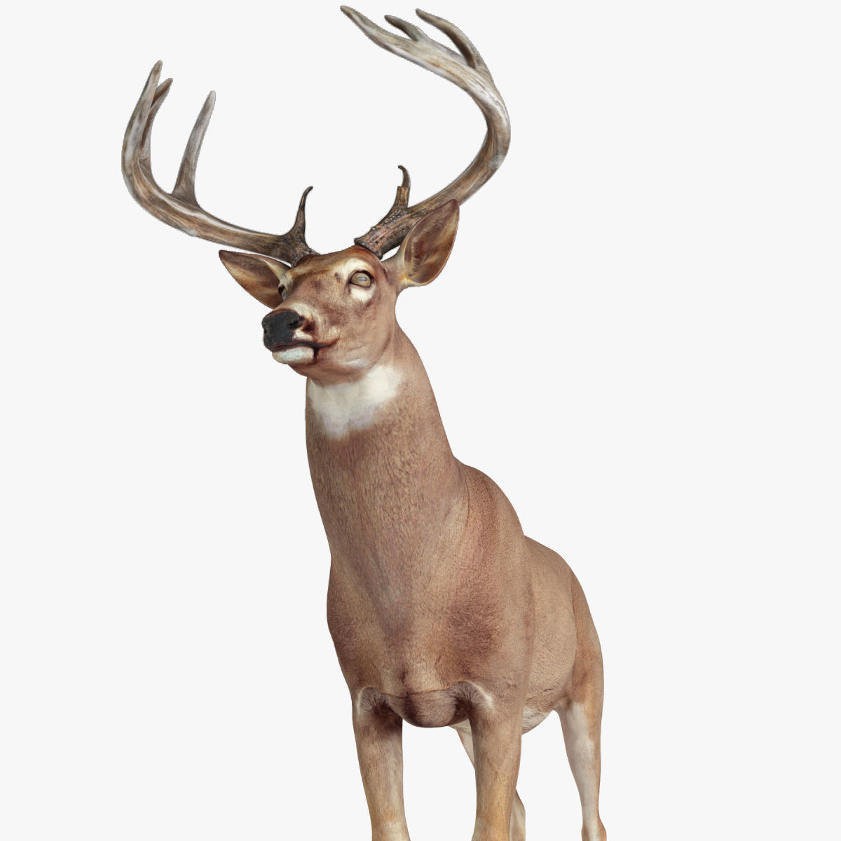 Deer animal Low-poly 3D model_2
