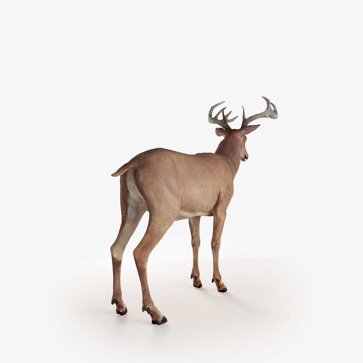 Deer animal Low-poly 3D model_13