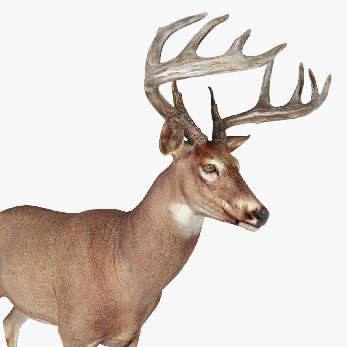 Deer animal Low-poly 3D model_5