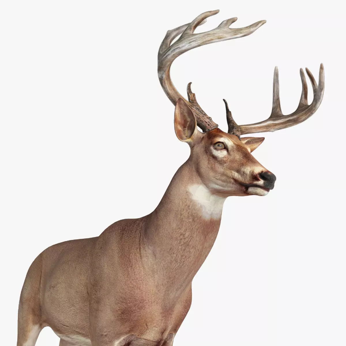 Deer animal Low-poly 3D model_0