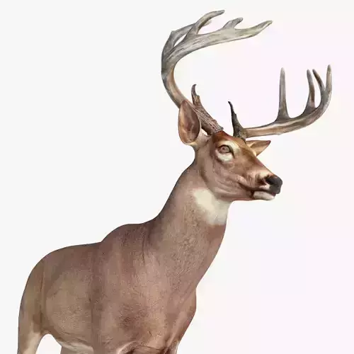 Deer animal Low-poly 3D model