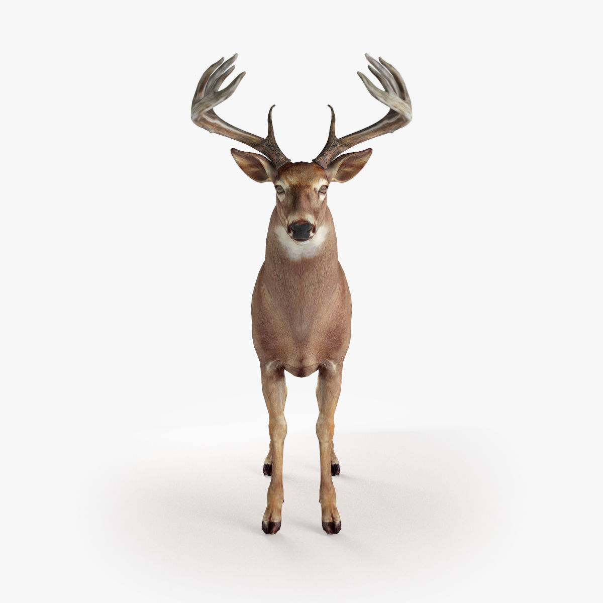 Deer animal Low-poly 3D model_9