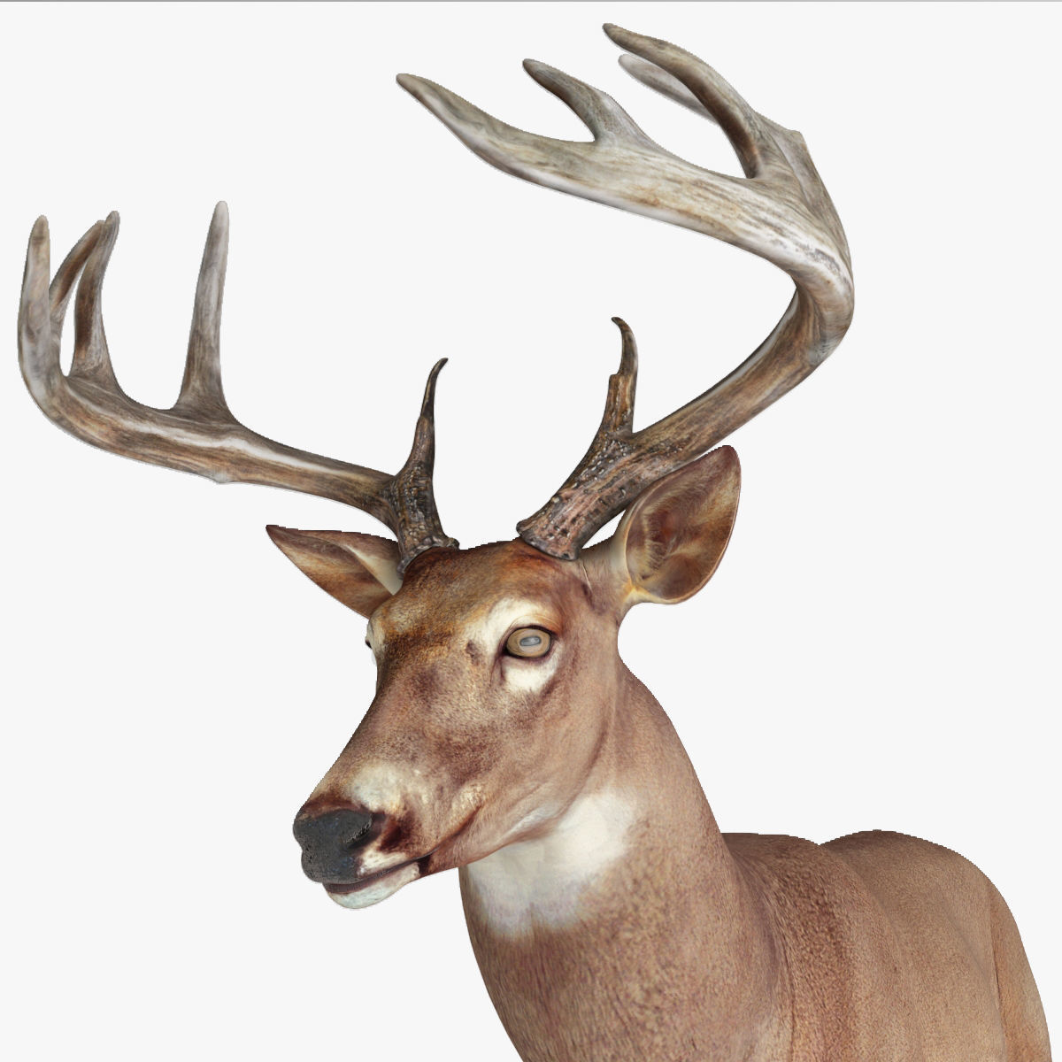 Deer animal Low-poly 3D model_8
