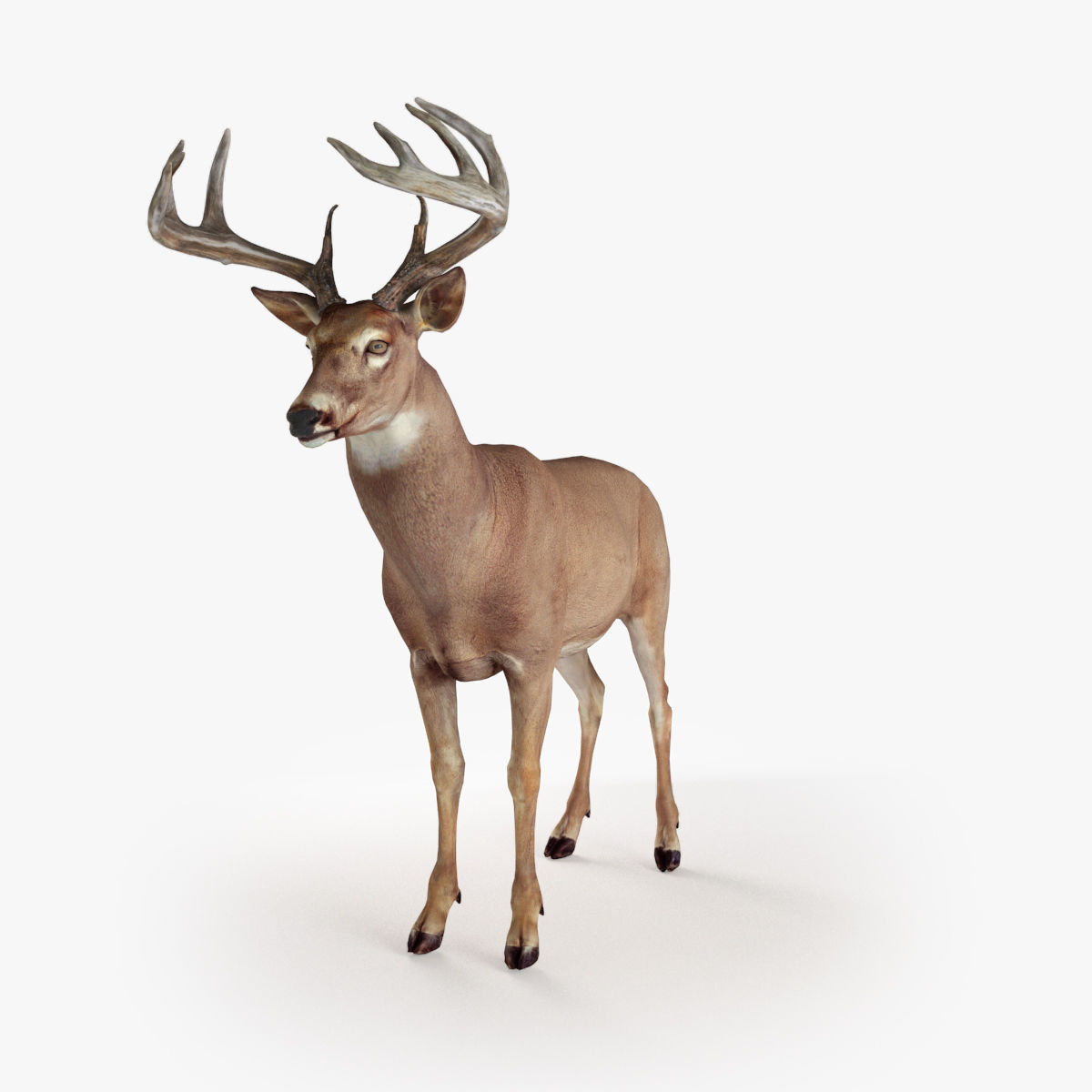 Deer animal Low-poly 3D model_10